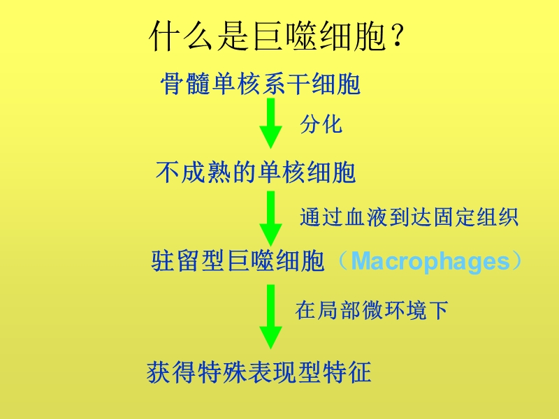 巨噬细胞多样性促进肿瘤发展和转移.ppt_第2页