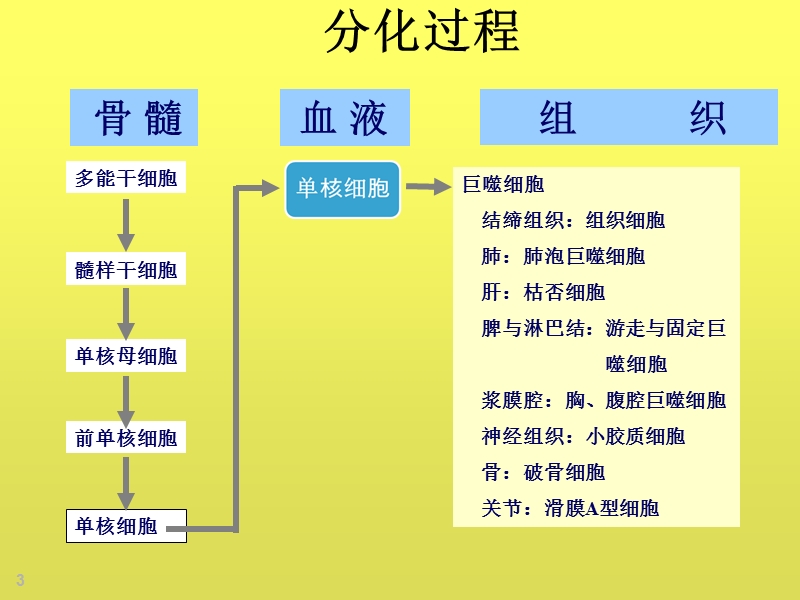 巨噬细胞多样性促进肿瘤发展和转移.ppt_第3页