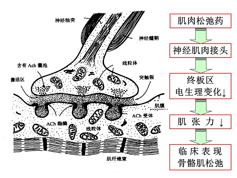 肌肉松弛药合理应用专家共识.ppt_第2页