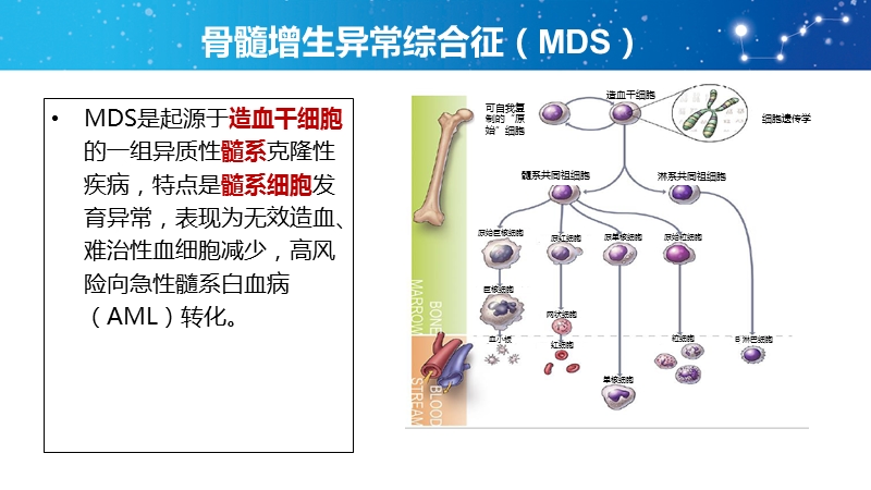 骨髓增生异常综合征诊断与治疗中国共识（2014版）解读 PPT.ppt_第3页