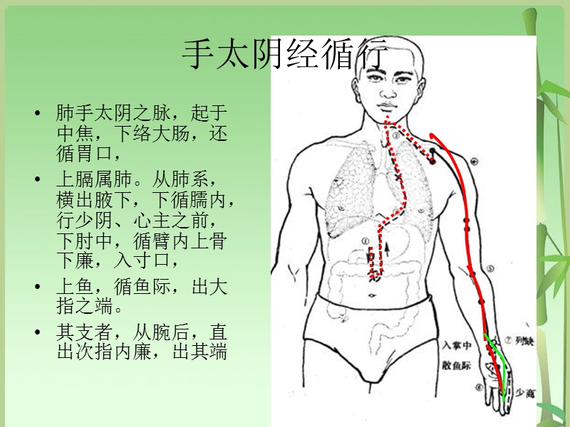 手太阴肺经.ppt_第2页