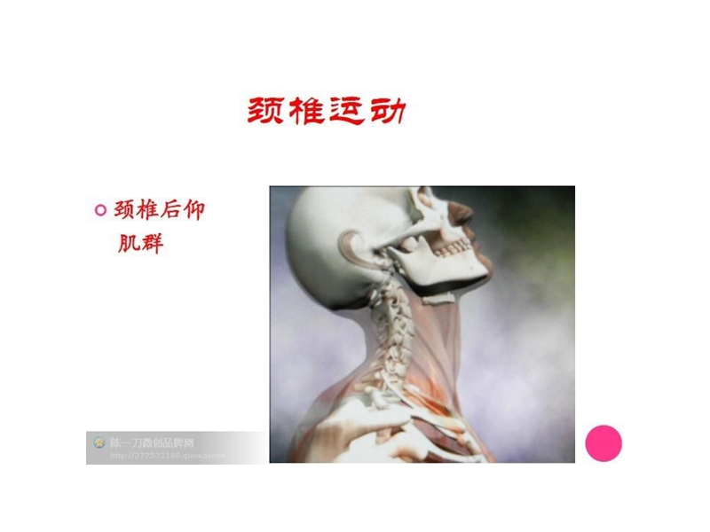 骨骼肌动态解剖图.ppt_第3页