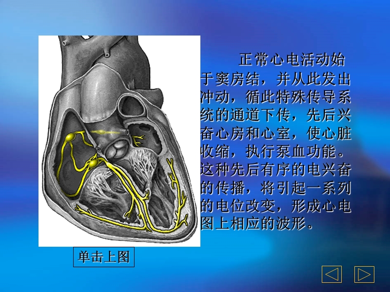 心房与心室肥大.ppt_第3页