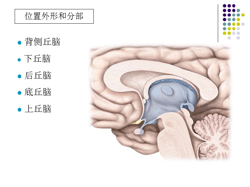 间脑、小脑.ppt_第2页