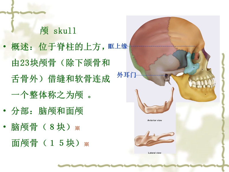 颅骨形态结构.ppt_第1页