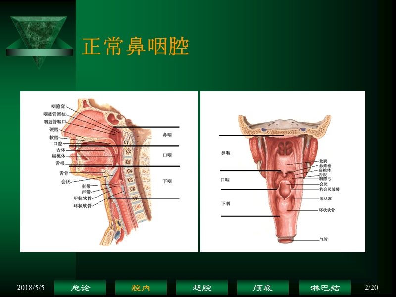 鼻咽癌解剖——鼻咽腔.ppt_第2页