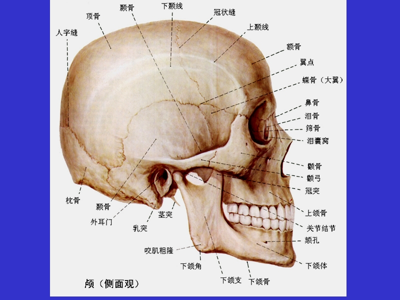 颅骨与连结.ppt_第3页