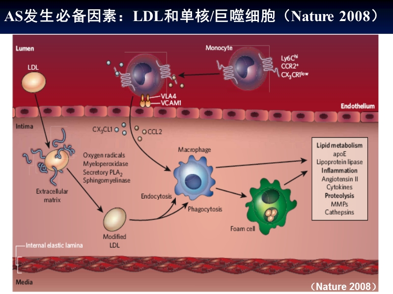 降胆固醇治疗的新思路.ppt_第2页