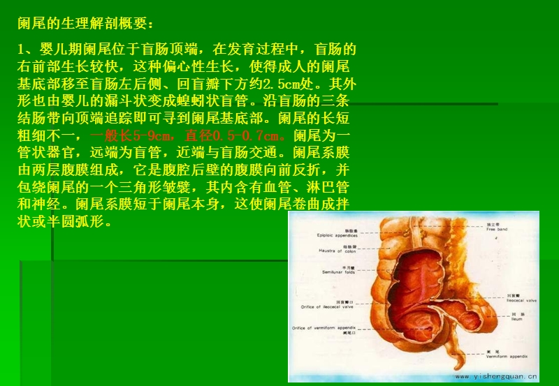 阑尾炎超声诊断.ppt_第2页