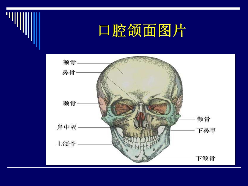 颌骨骨折固定技术教课用.ppt_第3页