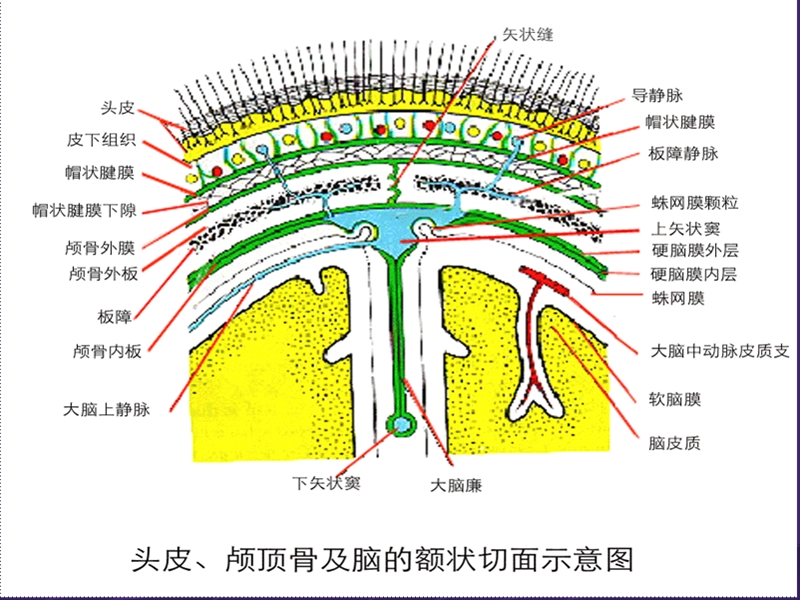 颅脑损伤的手术配合.ppt_第3页