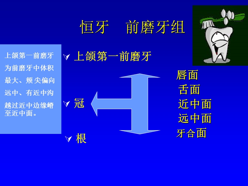 恒牙_前磨牙组.ppt_第2页