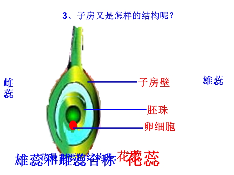 开花结果课件.ppt_第2页