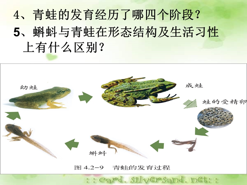 鸟的生殖与发育.ppt_第2页