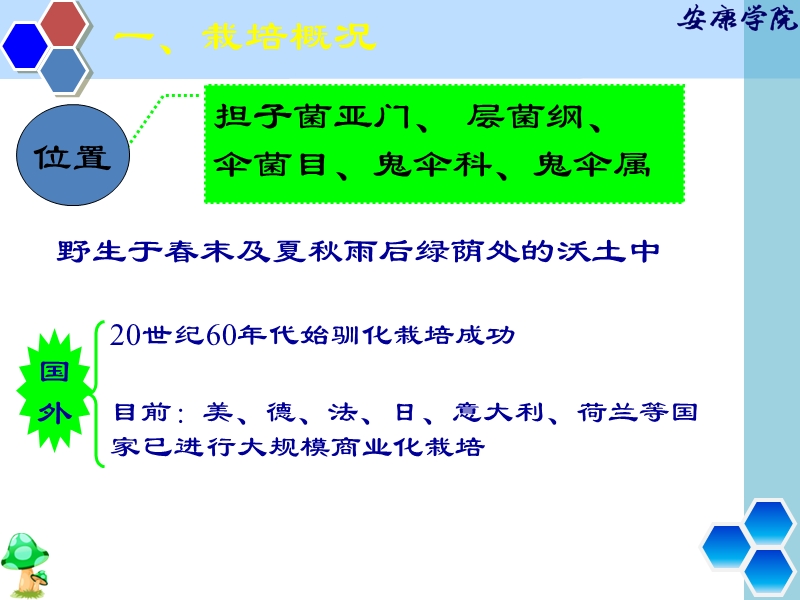 鸡腿菇栽培.ppt_第3页