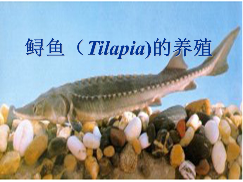 鲟鱼(tilapia)的养殖.ppt_第1页