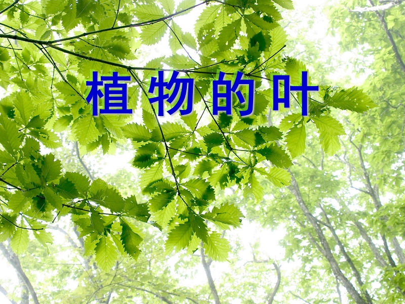 植物的叶 1.ppt_第1页