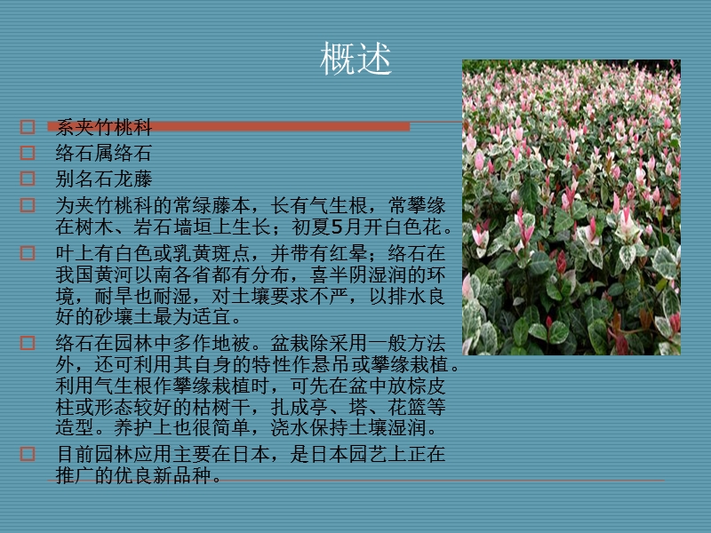 花叶洛石栽培技术.ppt_第2页