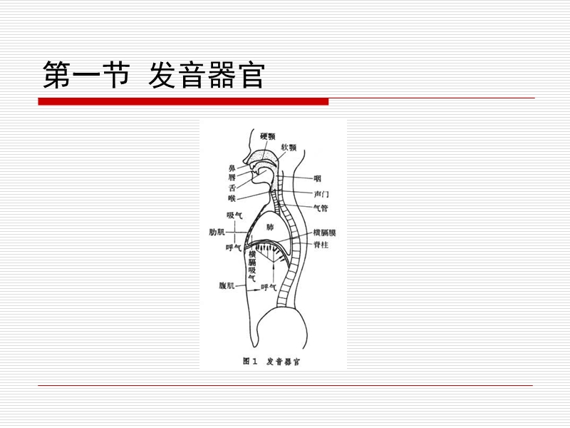 第二章  语音知识和语音训练.ppt_第2页