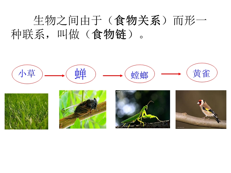 第二节食物链和食物网.ppt_第2页