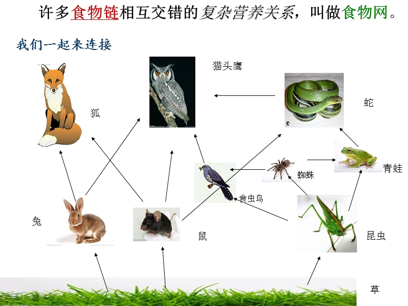 第二节食物链和食物网.ppt_第3页