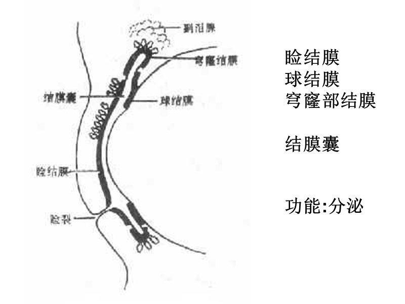 结膜炎病人的护理.ppt_第2页