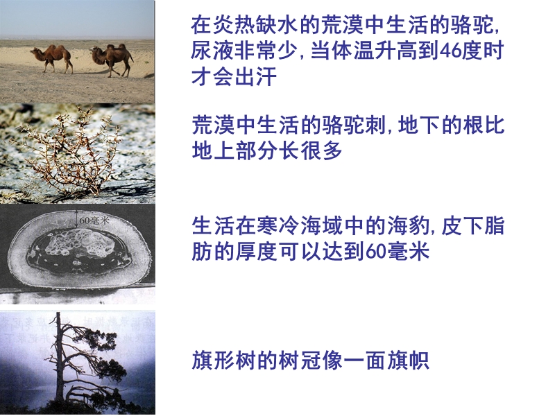 第三节 生物对环境的适应和影响.ppt_第2页