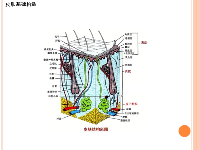 美容护肤基础知识.ppt_第3页