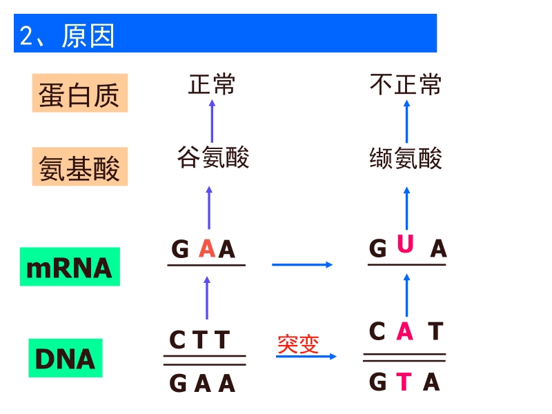 生物：5.1《基因突变和基因重组.ppt_第3页