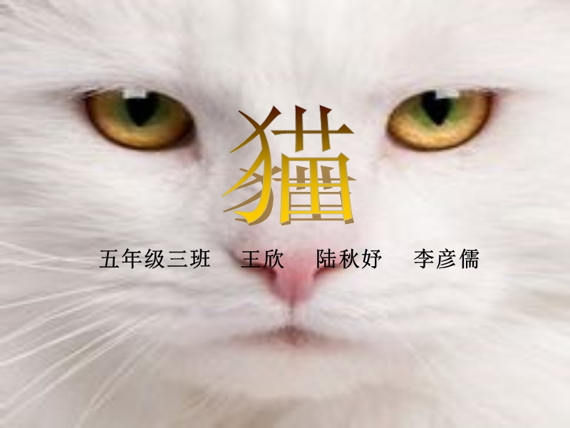 猫2012.10.8.ppt_第2页