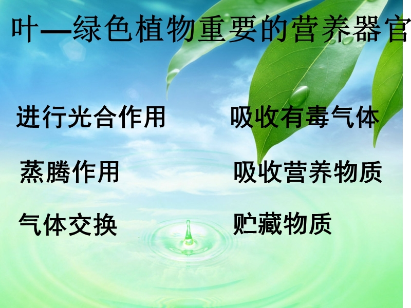 物业园林叶—绿色植物重要的营养器.1ppt.ppt_第1页