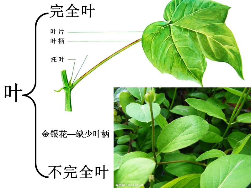 物业园林叶—绿色植物重要的营养器.1ppt.ppt_第2页