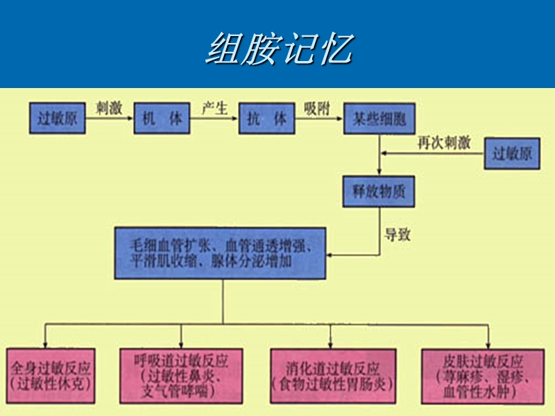 组胺与gaba的结构与功能.ppt_第3页