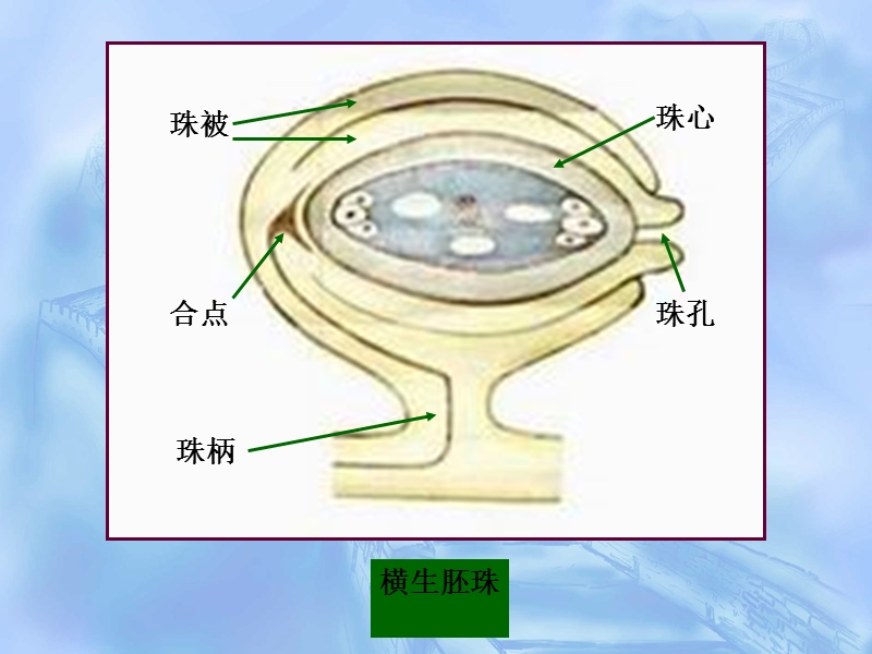 植物学 第四章 种子植物的繁殖和繁殖器官 第四节 胚珠的发育和.ppt_第2页