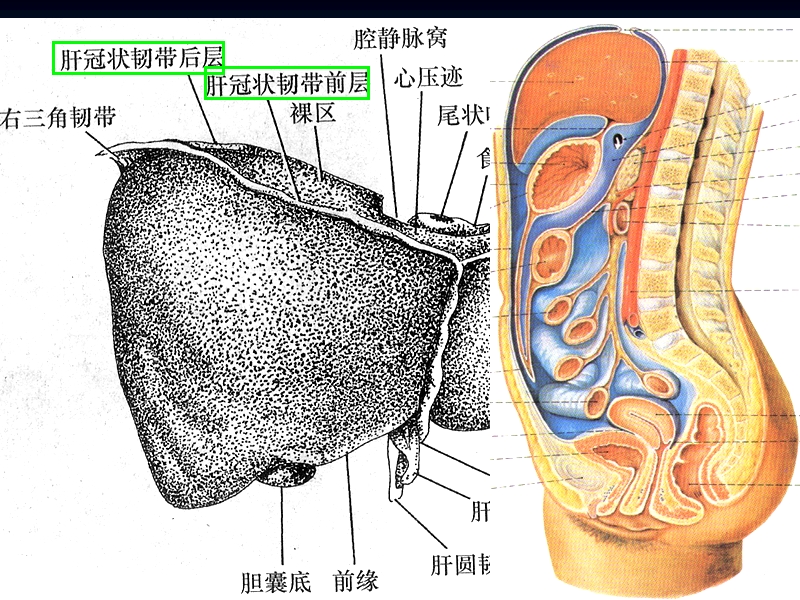 腹部影像疑难病例讲解.ppt_第2页