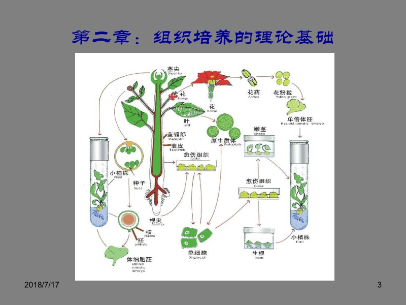 植物组织培养技术 王洪习 第二部分：组培基本理论与操作新.ppt_第3页