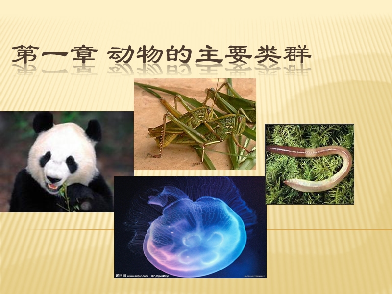 第一章第一节腔肠动物和扁形动物课件.ppt_第1页