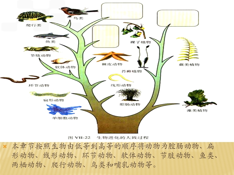 第一章第一节腔肠动物和扁形动物课件.ppt_第2页