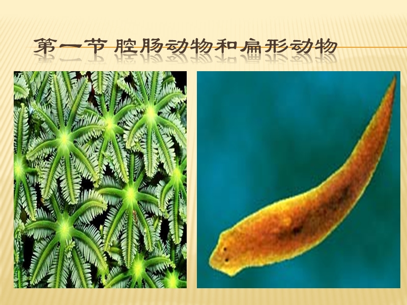 第一章第一节腔肠动物和扁形动物课件.ppt_第3页