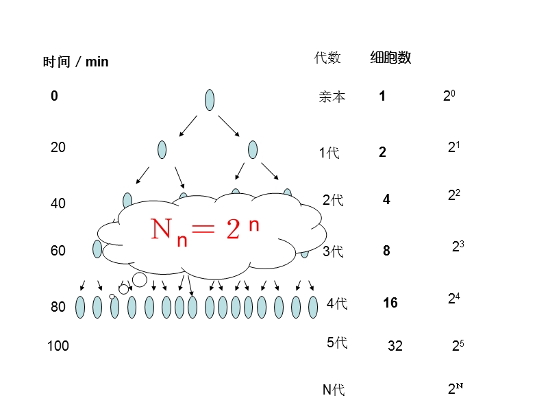 第4章 第2节种群数量的变化.ppt_第2页