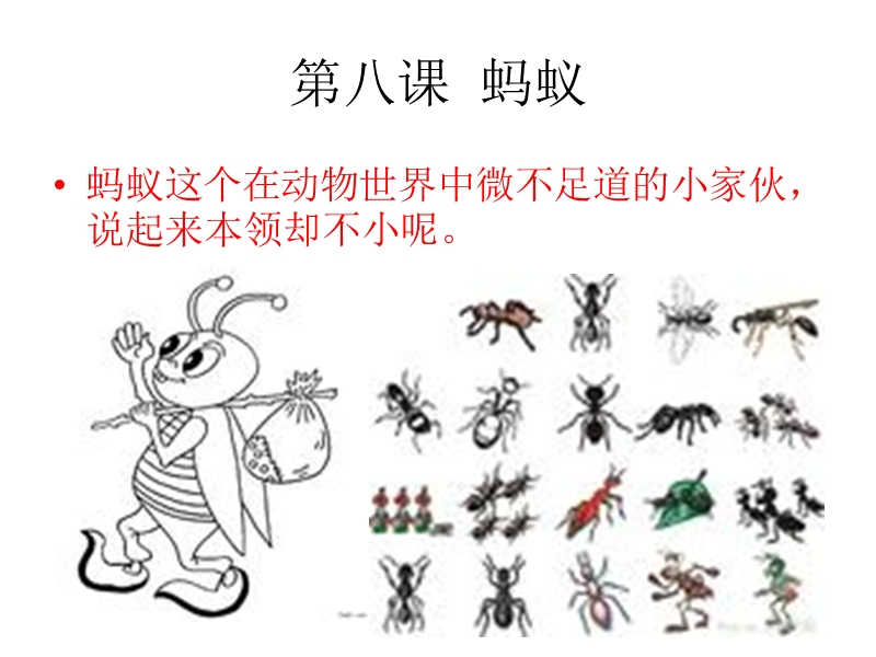 第八课 蚂蚁.ppt_第2页