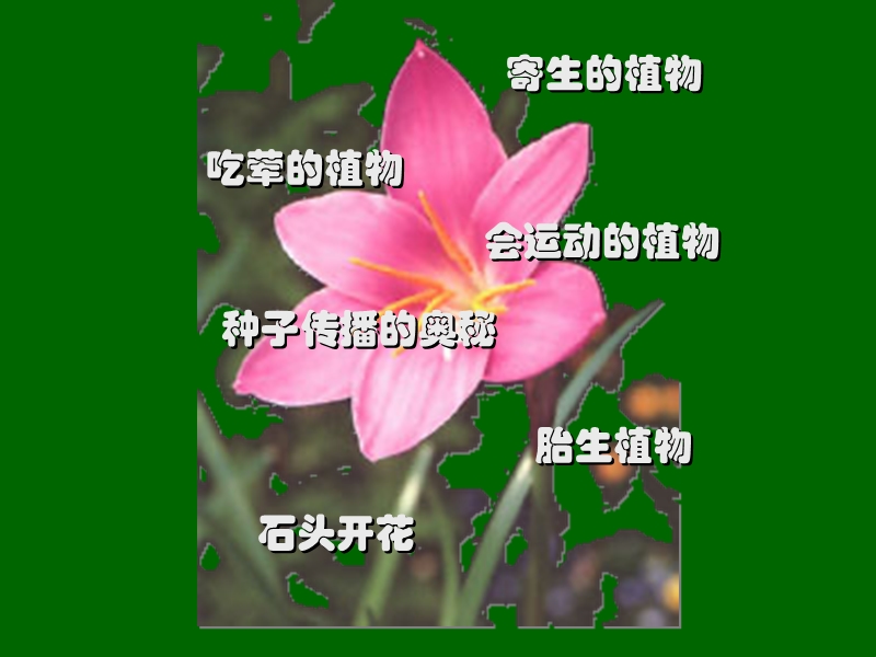 有趣的植物.ppt_第2页