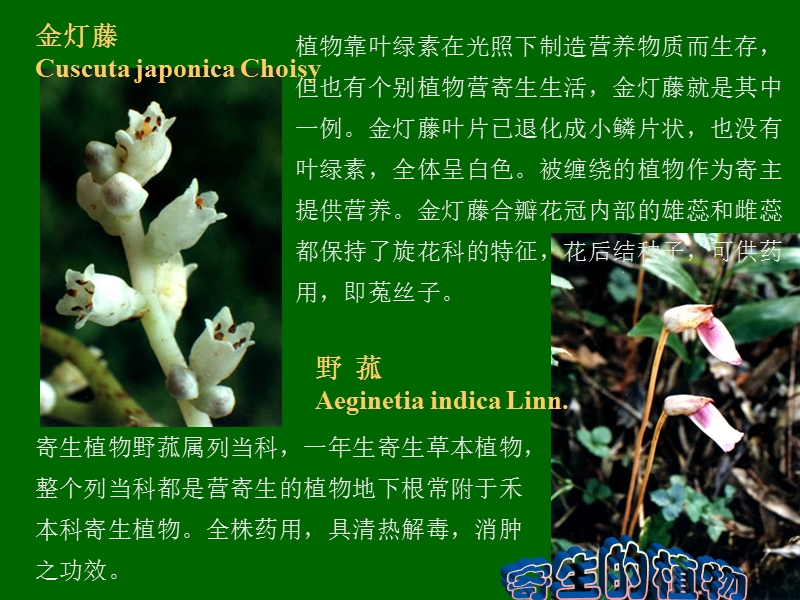 有趣的植物.ppt_第3页