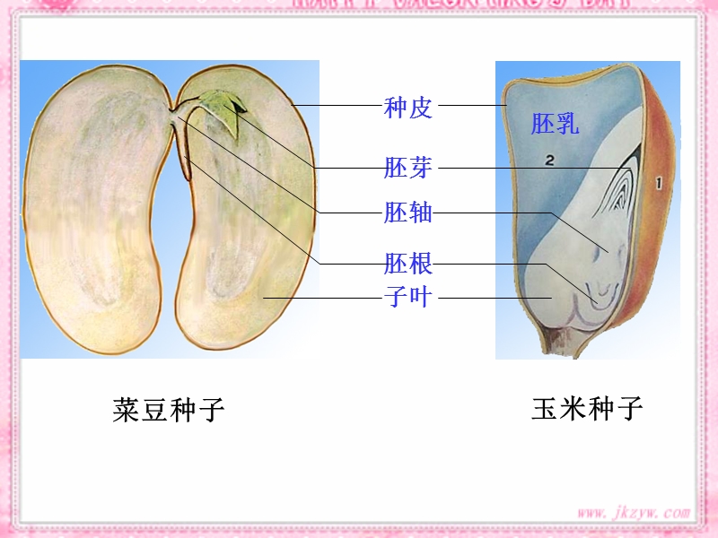 第一节 种子的萌发(直接使用,无需修改).ppt_第1页