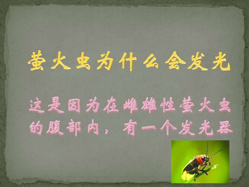 萤火虫为什么会发光.ppt_第3页