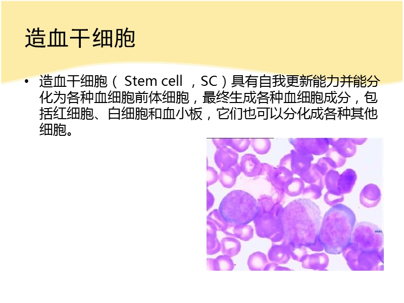 造血干细胞应用进展.ppt_第2页