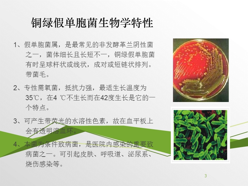 铜绿假单胞菌流行病学研究.ppt_第3页