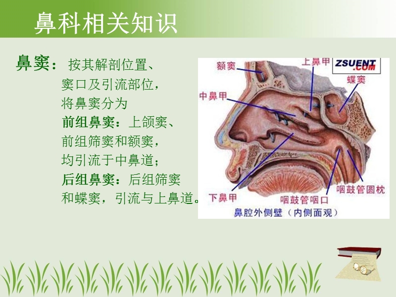 鼻竇相关知识及术前术后护理.ppt_第2页