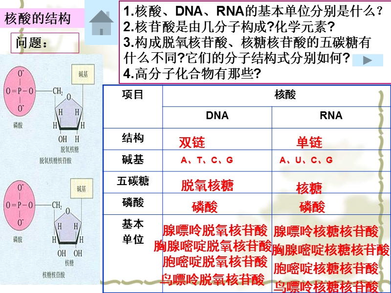 遗传信息的携带者----核酸.ppt_第2页