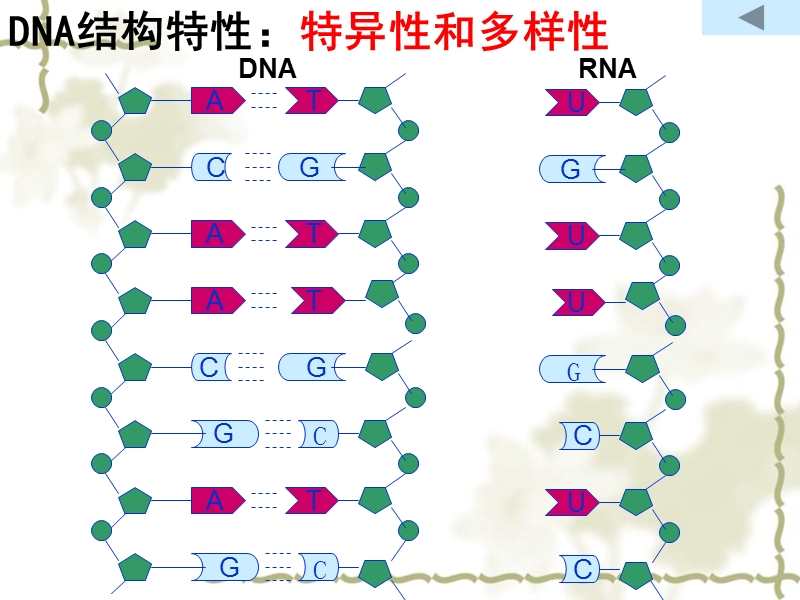 遗传信息的携带者----核酸.ppt_第3页